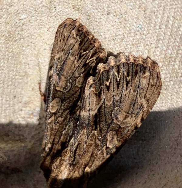 Dark Arches moth.