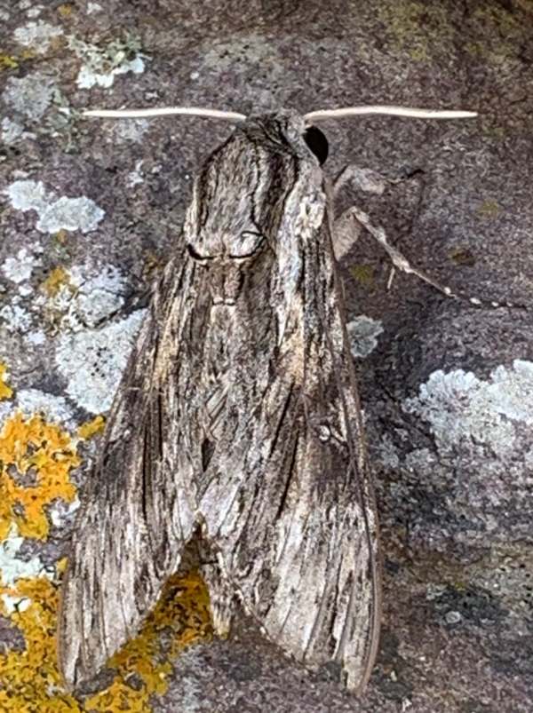 Convolvulus Hawk moth.