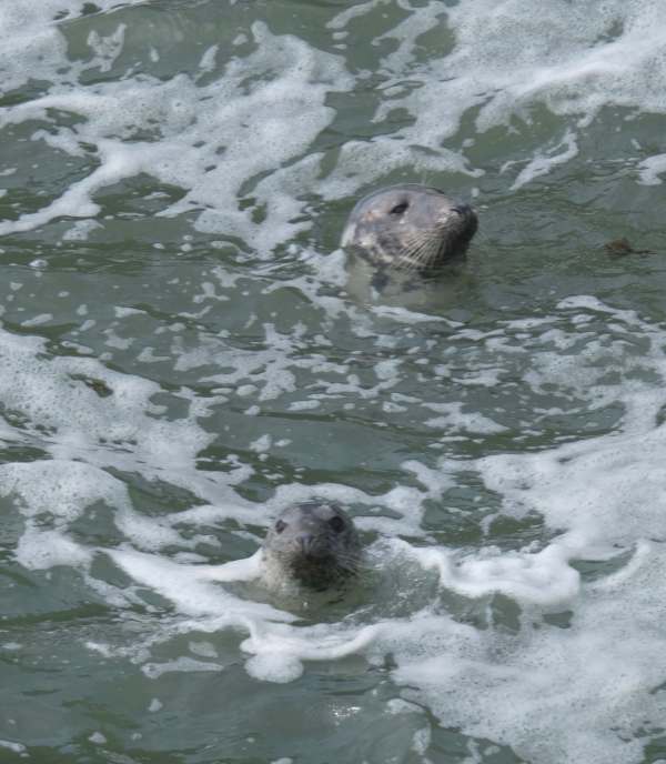 That didn’t bother the Grey Seals frolicking in the crashing waves.