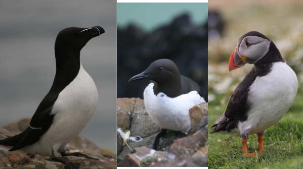 Auk cousins. Razorbill, Guillemot and Puffin.