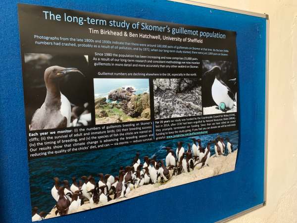 Poster: Long-Term Study of Skomer's Guillemot population.