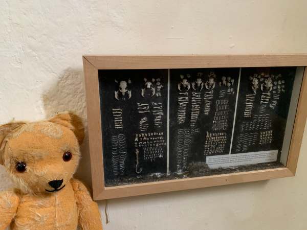 Brian’s amazing exhibition case of the bones of tiny mammals retrieved from owl pellets.