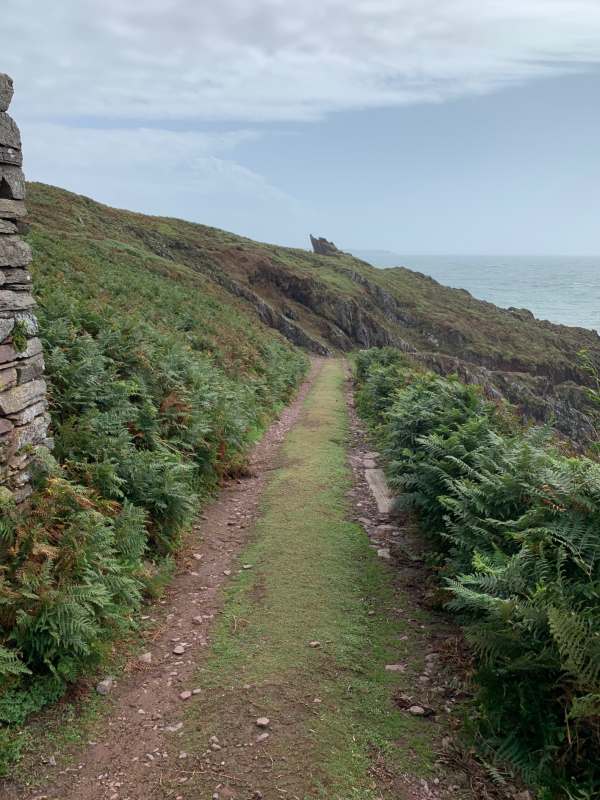 The path down to the landing stage. The Storm Petrel’s colony is at the foot of the path.