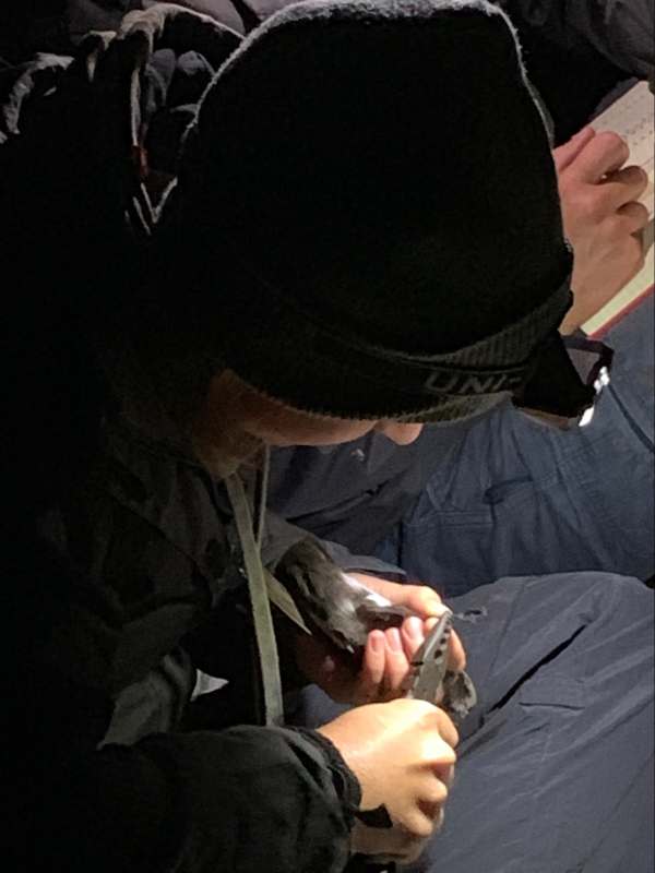 Ringing a Storm Petrel.