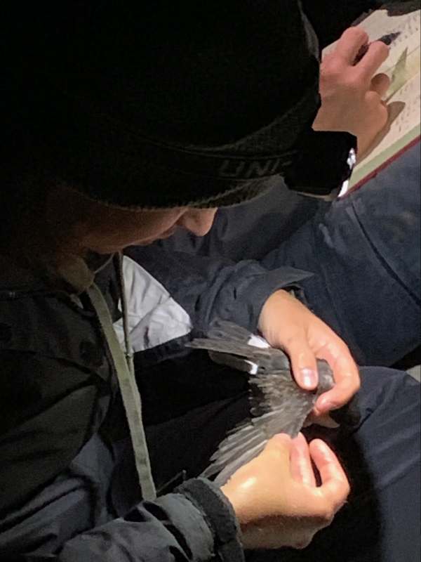 Checking wing condition on a Storm Petrel.