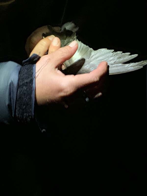 Checking under the wing of a Storm Petrel on Skokholm Island.