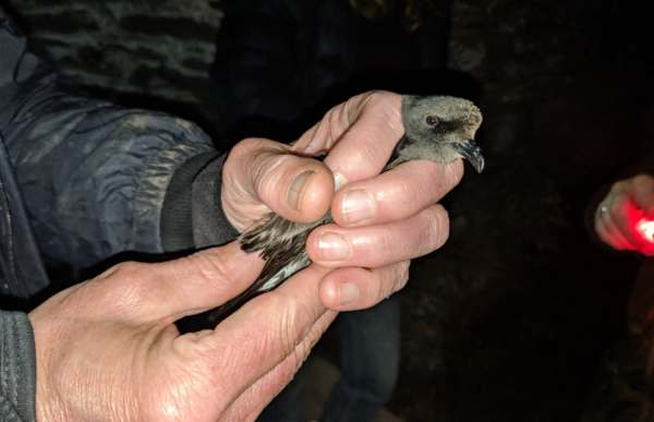 How to hold a Storm Petrel.