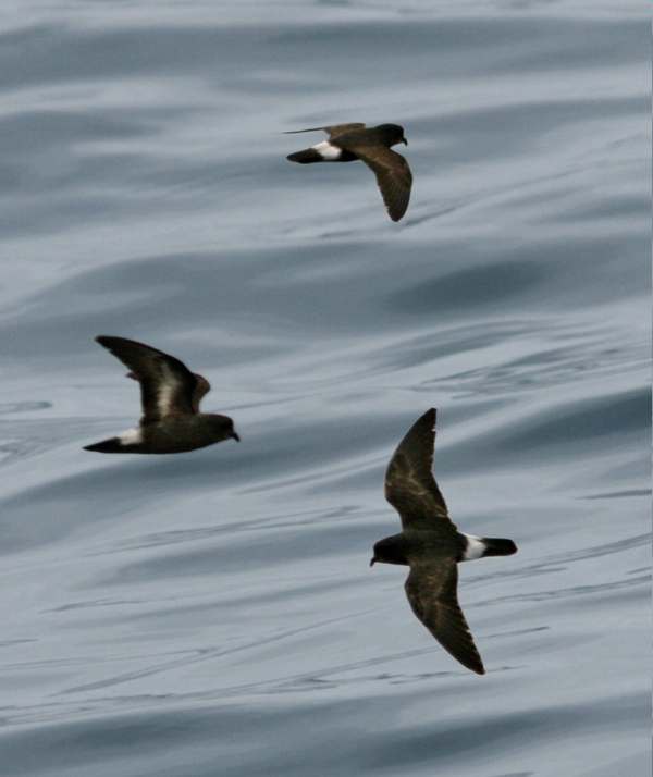 Storm Petrels in flight.