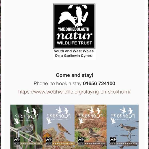 Poster for Welsh Wildlife advertising stays on Skokholm. Click the image for the webpage.