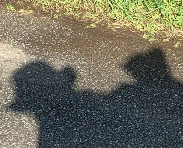 Bobby & Bertie's shadows cast on the tarmac of the country lane.