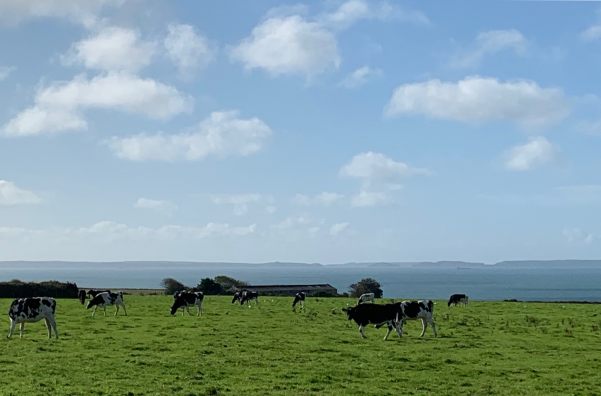 St Brides Bay on a clear, heaven sent day. Skomer to the right. Mainland, including Martin's Haven (of 'serious event' fame) to the left. Just visible almost in the middle, above the last tree to the right of centre, Jack Sound and the lighter grey of Skokholm Island beyond.