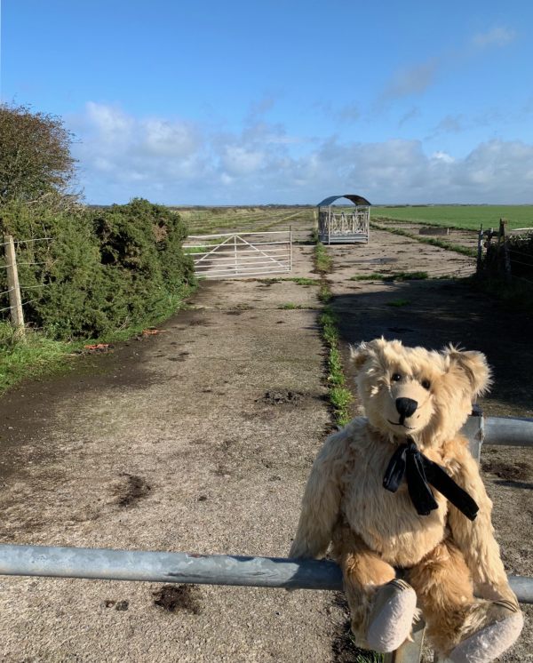 Derelict remains of an old runaway at the former St David's Airfield. Berite is sat on a gate in the front right of the shot.