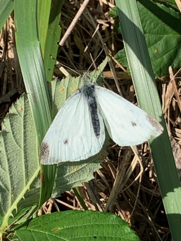 Small White butterfly in the green undergrowth.