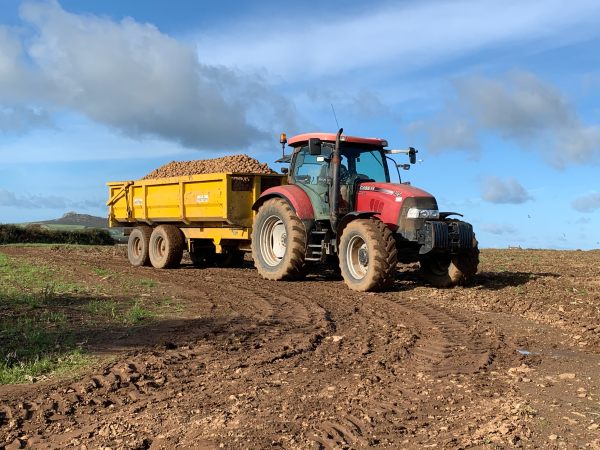A red tractor pulling a yellow trailer heaped high with spuds across the ploughed field.