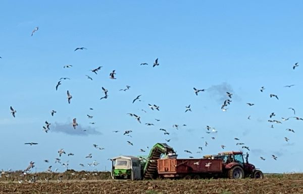 Birds flocking around the trailer as the harvested potatos are dropped by conveyor into the trailer. Farm workers throwing out the rejects.