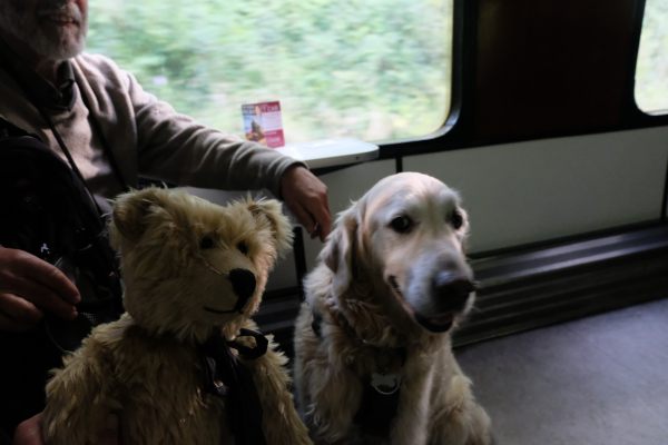 West Somerset Railway: Bertie alongside a Golden Retriever.