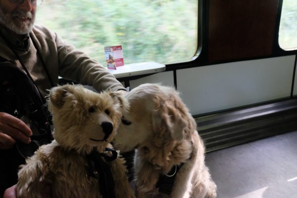 West Somerset Railway: Bertie alongside a Golden Retriever.