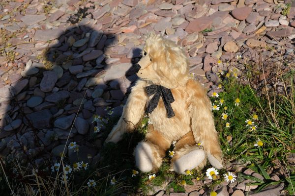 Close up of Bertie sat on the beach with the shadow of a person wearing a hat.