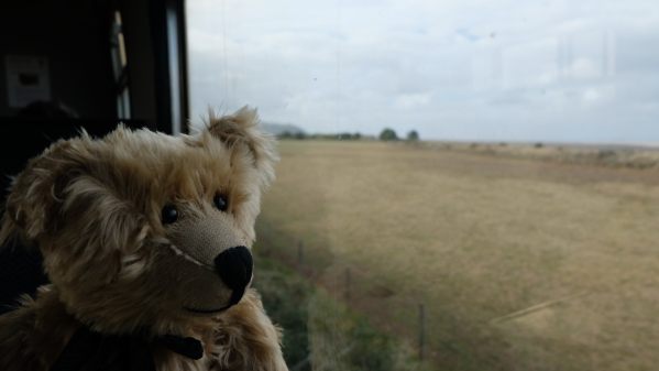 West Somerset Railway: Bertie enjoying the view from the train window across the beach with the mist drifting in.