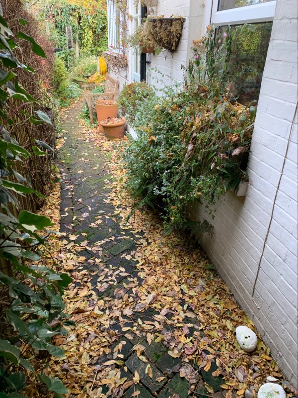 The back garden of Laurel Cottage under leaves.