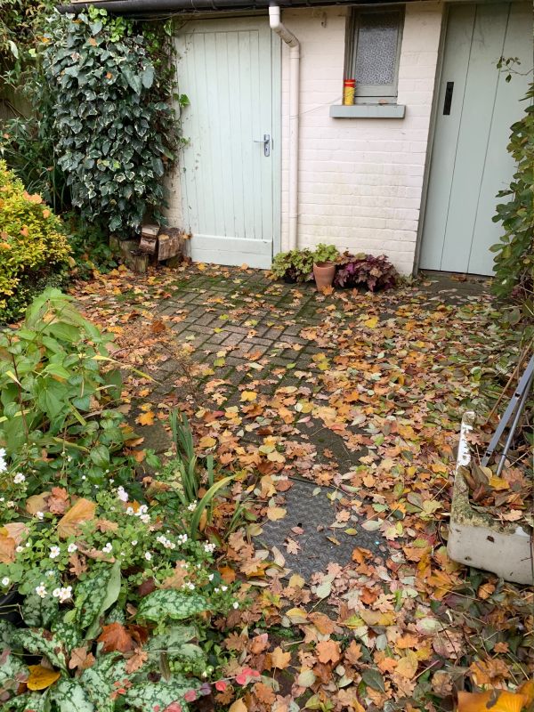 The back garden of Laurel Cottage under leaves.