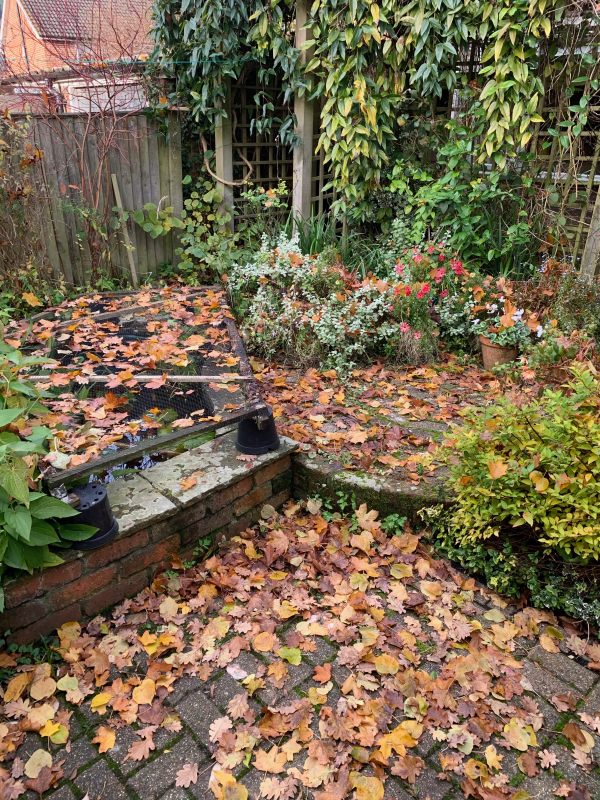 The back garden of Laurel Cottage under leaves.