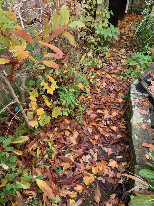 The back garden of Laurel Cottage under leaves.