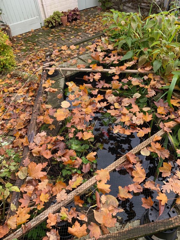 The back garden of Laurel Cottage under leaves.