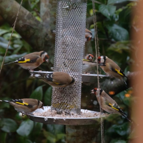 Goldfinches eating from a bird feeder.