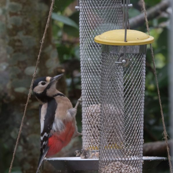 Great Spotted Woodpecker eating from a bird feeder.