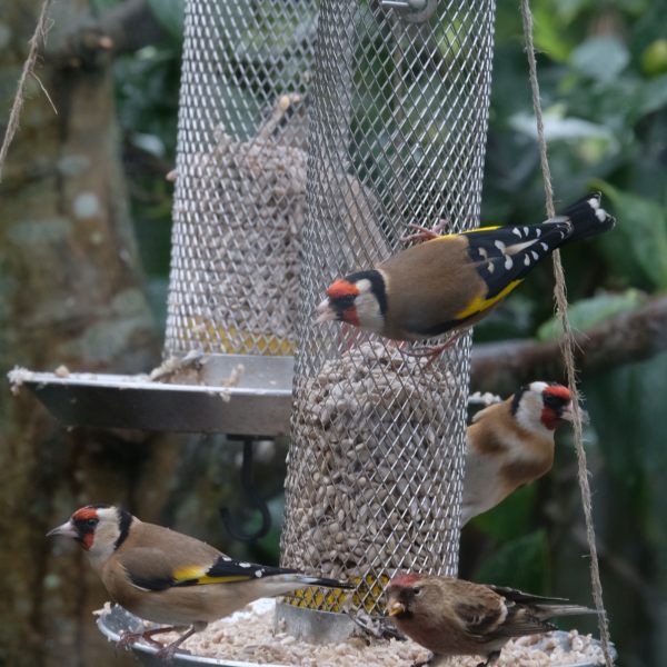 Goldfinches eating from a bird feeder. Redpoll bottom right.