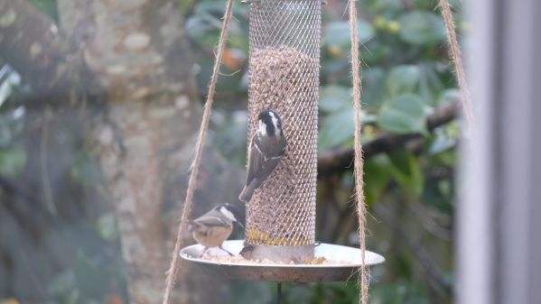 Coal Tits eating at the feeder.