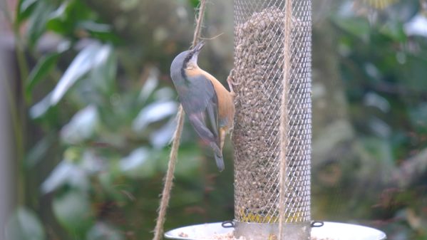 Nuthatch eating at the feeder.