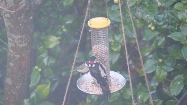 Great Tit and Great Spotted Woodpecker eating at the feeder.