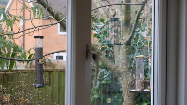 A collection of birds on the three feeders in Bobby's garden viewed through the kitchen window. The feeders are very close to the window.
