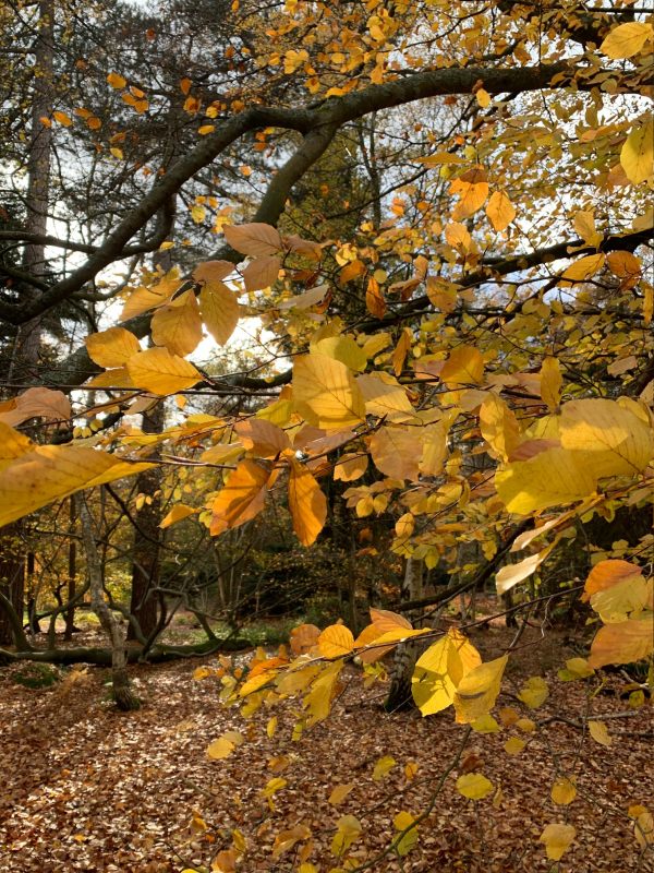 Autumn leaves in Abinger Roughs.