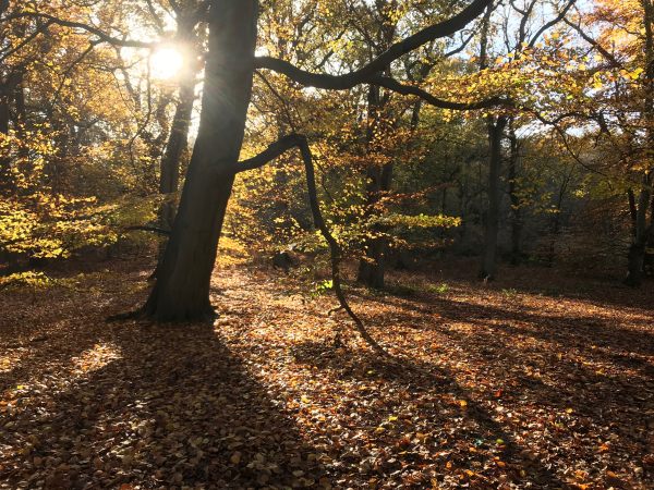 Autumn leaves in Abinger Roughs.