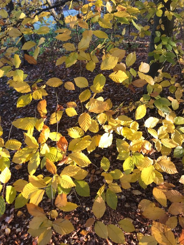 Autumn leaves in Abinger Roughs.