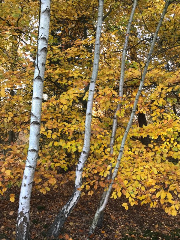 Autumn leaves, and shining Silver Birch tree trunks in Abinger Roughs.