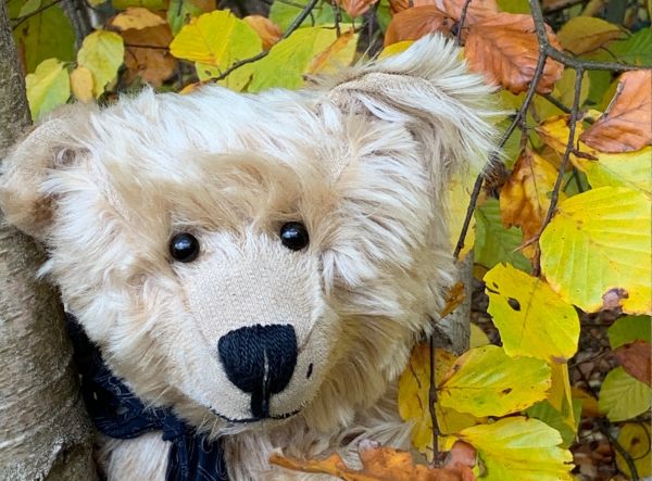 Bertie against an autumn backdrop in Abinger Roughs.