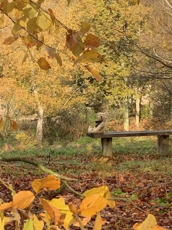 Bertie sat on Diddley's Bench, Abinger Roughs.