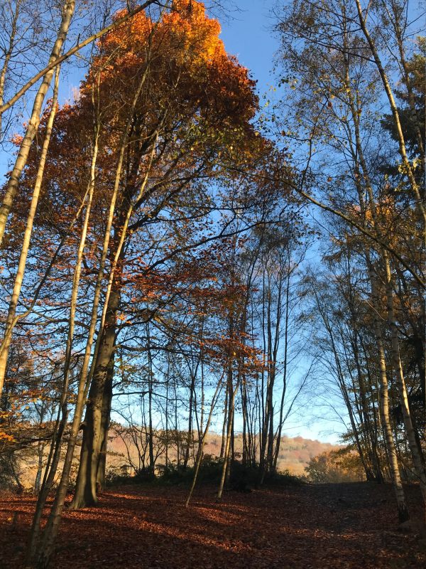 Autumn leaves in Abinger Roughs.