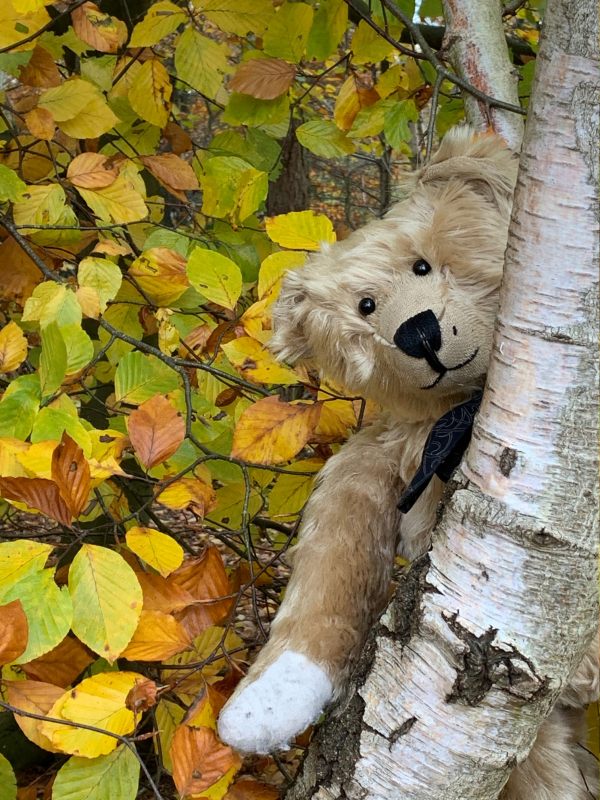 Bertie peering around a shining Silver Birch tree trunk with a backdrop of autumn leaves in Abinger Roughs.