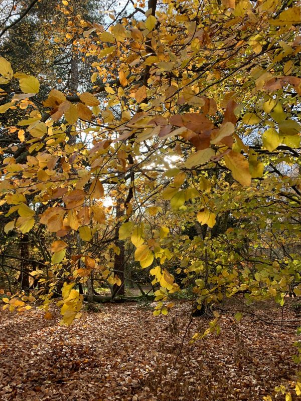 Autumn leaves in Abinger Roughs.