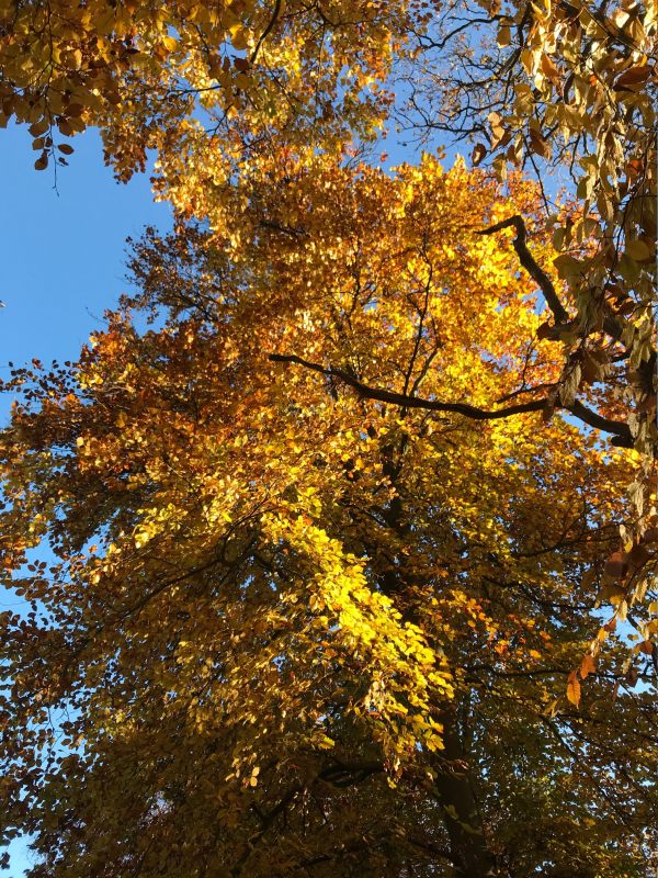 Autumn leaves in Abinger Roughs.