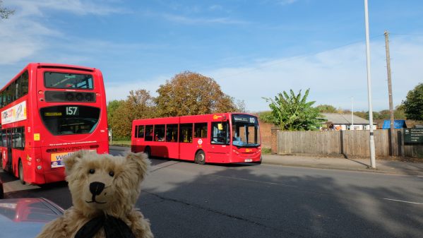 Near Morden Station - Bertie, with the rear of a No 157 Double Deck bus and an 80 heading to Belmont opposite.