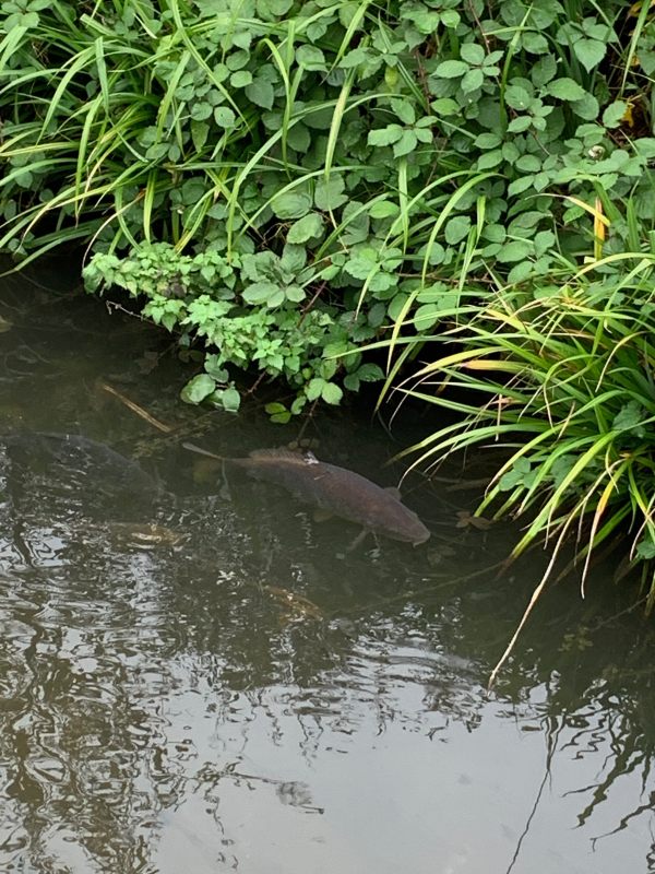 A large fish in the river under the bridge at Morden Hall Park.