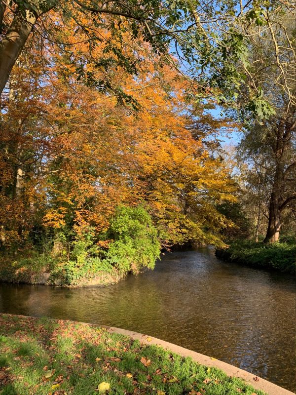 A confluence in the Wandle with a man made stream. Trees are in autumn colours.