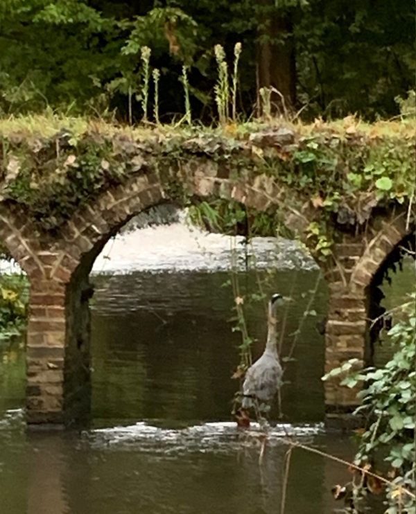 A heron in an old brick arch.