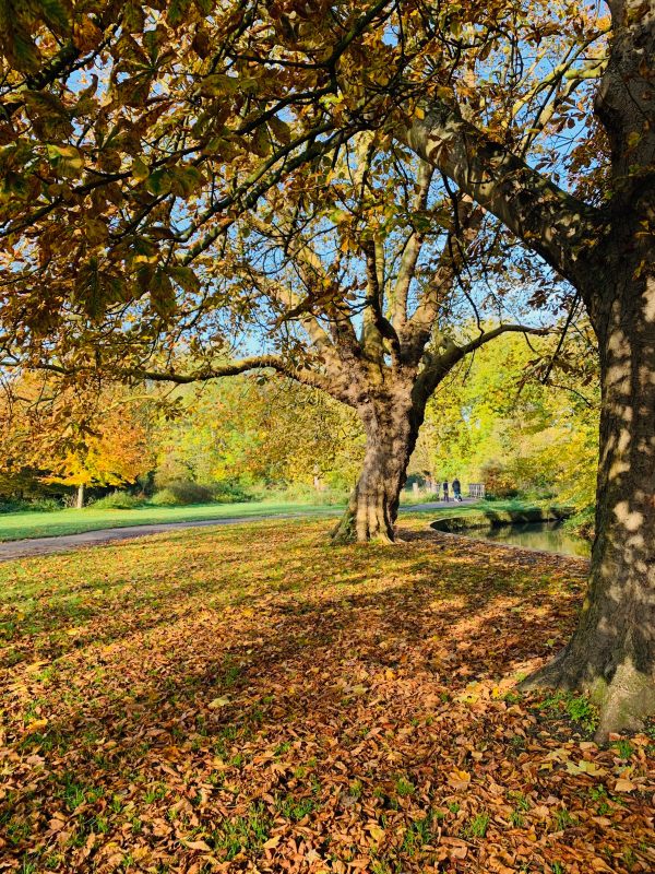 Autumn colours in Morden Hall Park.